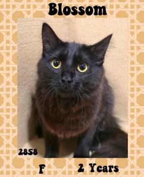 Rescue Domestic Short Hair Cats for Adoption in INDN HBR BCH, Florida - Blossom NC | PetCurious
