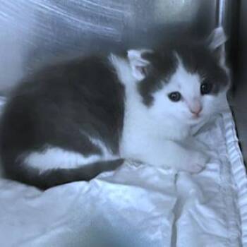 Mimi -  Domestic Short Hair Cat for Adoption - Mimi | PetCurious