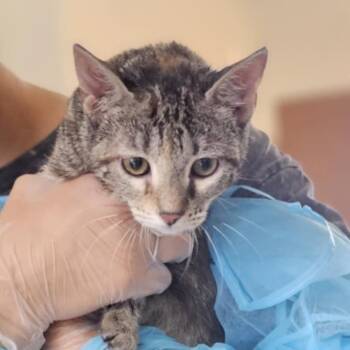 Rescue Domestic Short Hair Cats for Adoption in Midland, Texas - Pogo | PetCurious