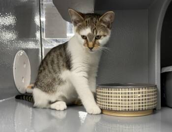 Zorro (FCID# 04/29/2026 - 41 West Chester PS) C -  Tabby Cat for Adoption in Greenville, Delaware - Zorro (FCID# 04/29/2026 - 41 West Chester PS) C | PetCurious