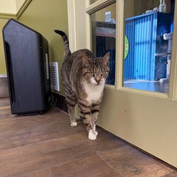 Evelyn Jr. -  Domestic Short Hair Cat for Adoption in Bloomington, Illinois - Evelyn Jr. | PetCurious