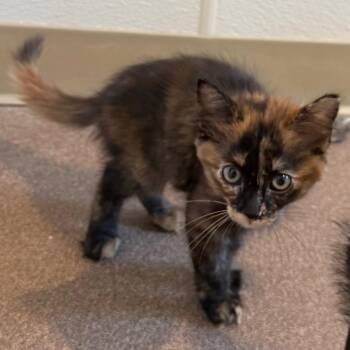 Maple is at Petsmart GJ -  Domestic Medium Hair Cat for Adoption in Cedaredge, Colorado - Maple Is At Petsmart GJ | PetCurious