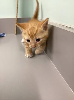 Finn -  Domestic Short Hair Cat for Adoption in Athens, Tennessee - Finn | PetCurious