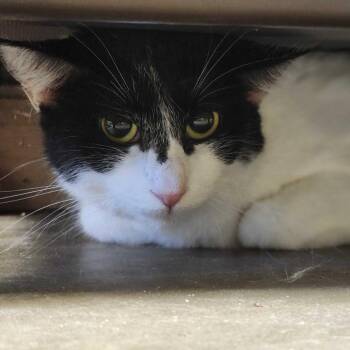 Domestic Medium Hair Cats Available for Adoption in Davenport, Iowa - Snow Bird | PetCurious