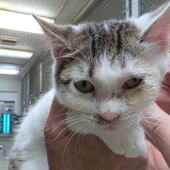 Jinn -  Domestic Medium Hair Cat for Adoption in Eureka Springs, Arkansas - Jinn | PetCurious