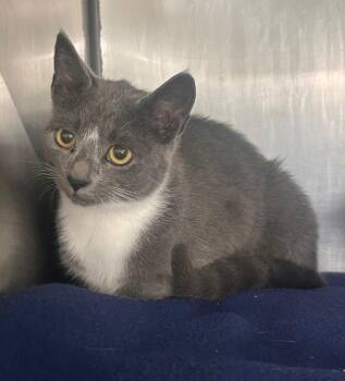 Tina -  Domestic Short Hair Cat for Adoption in New Cumberland, West Virginia - Tina | PetCurious