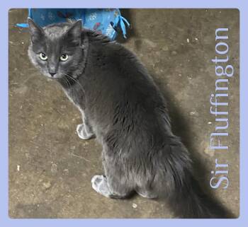 Tabby Cats Available for Adoption in Lawton, Oklahoma - SIR FLUFFINGTON | PetCurious