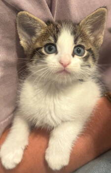 Rescue Domestic Short Hair and Tabby Cats for Adoption in Campbell, California - Loki | PetCurious