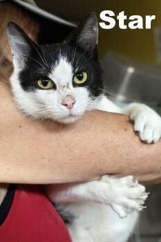 Rescue Domestic Short Hair Cats for Adoption in Macomb, Illinois - Star | PetCurious