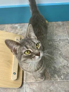 Tabby Cats Available for Adoption - Tippy Toes | PetCurious