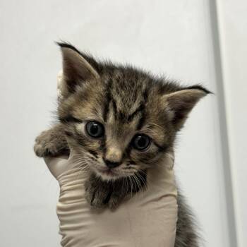 Domestic Medium Hair Cats Available for Adoption in Abilene, Texas - Ron | PetCurious