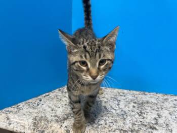 Domestic Short Hair Cats Available for Adoption in Powell, Ohio - Rob | PetCurious