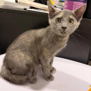 Winter -  Domestic Short Hair Cat for Adoption in Tampa, Florida - Winter | PetCurious