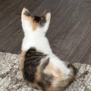 Domestic Short Hair Cats Available for Adoption in Brownsboro, Alabama - Confetti | PetCurious