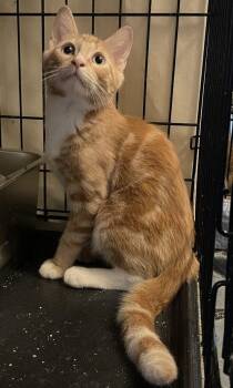 Porschio BR14445-T -  Domestic Short Hair Cat for Adoption in Missouri City, Texas - Porschio BR14445-T | PetCurious