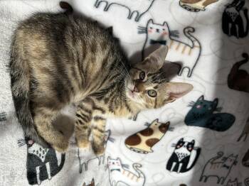 Rescue Domestic Short Hair Cats for Adoption in Wayne, New Jersey - Meadow | PetCurious