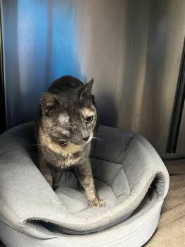 OCTAVIA -  Domestic Short Hair Cat for Adoption in Tallahassee, Florida - OCTAVIA | PetCurious