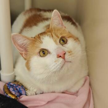 Pixel -  Domestic Short Hair Cat Available for Adoption in Cumming, Georgia - Pixel | PetCurious