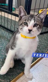 Teriyaki -  Domestic Short Hair Cat for Adoption in Villa Park, California - Teriyaki | PetCurious