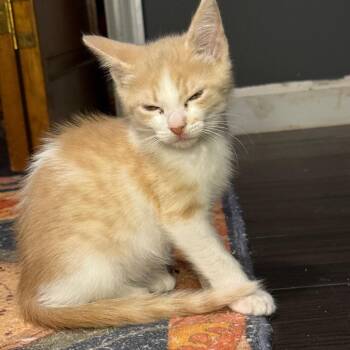 Liam -  Domestic Short Hair Cat for Adoption in Jupiter, Florida - Liam | PetCurious