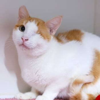 Rescue Domestic Short Hair Cats for Adoption in Los Angeles, California - Sheldon | PetCurious