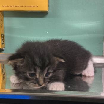 IVHS-A-142548 -  Domestic Long Hair Cat for Adoption in San Gabriel, California - IVHS-A-142548 | PetCurious