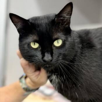 Kenny -  Domestic Short Hair Cat for Adoption in Atlanta, Georgia - Kenny | PetCurious