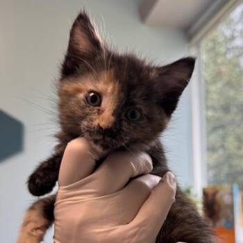 Domestic Short Hair Cats Available for Adoption - Chicken Critter | PetCurious