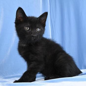 Domestic Medium Hair Cats Available for Adoption in Mobile, Alabama - Basil | PetCurious