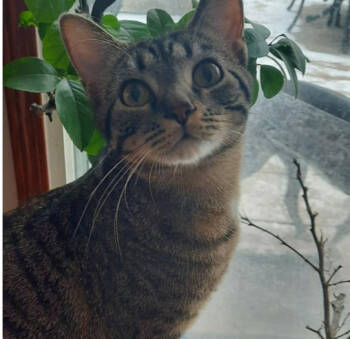 Rescue Domestic Short Hair Cats for Adoption in Albany, Wisconsin - Neva | PetCurious