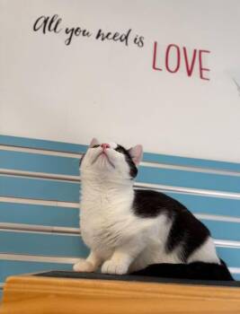 Domestic Short Hair Cats Available for Adoption in Milltown, New Jersey - Turbo | PetCurious