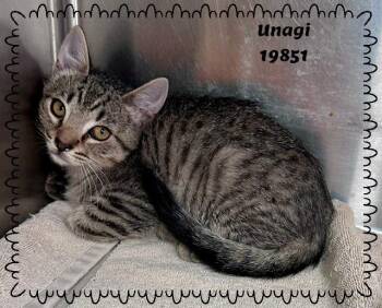 UNAGI -  Domestic Short Hair and Tabby Cat for Adoption in Marietta, Georgia - UNAGI | PetCurious