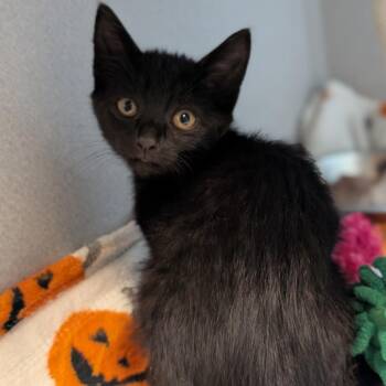 Galaga -  Domestic Short Hair Cat for Adoption in Pittsburgh, Pennsylvania - Galaga | PetCurious