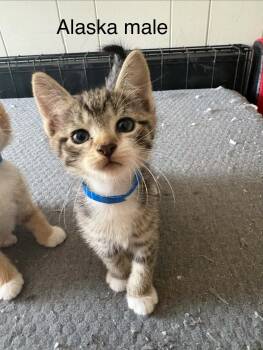 Alaska -  Domestic Short Hair Cat for Adoption in Westfield, Massachusetts - Alaska | PetCurious