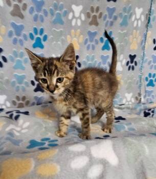 Savoy -  Domestic Short Hair Cat for Adoption in Wabash, Indiana - Savoy | PetCurious