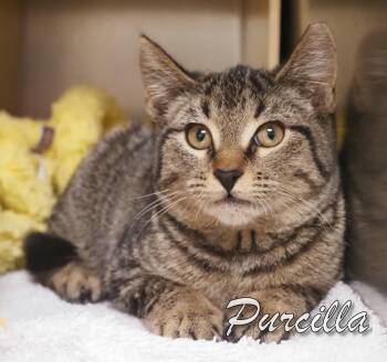 Rescue Domestic Short Hair Cats for Adoption in Middle Township, New Jersey - Purrcilla | PetCurious