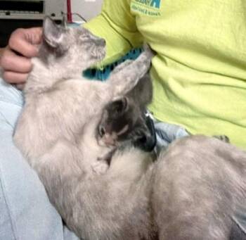 Siamese Cats Available for Adoption in Kansas City, Missouri - Molly | PetCurious