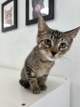 Rescue Domestic Short Hair Cats for Adoption in Chicago, Illinois - Donald | PetCurious