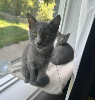 Jafer & Gina -  Domestic Short Hair Cat for Adoption in Millville, Utah - Jafer & Gina | PetCurious