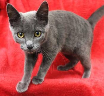 Elmo -  Domestic Short Hair Cat for Adoption in Thief River Falls, Minnesota - Elmo | PetCurious