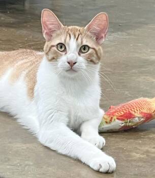 Rescue Domestic Short Hair Cats for Adoption in Millington, Tennessee - Detroit | PetCurious