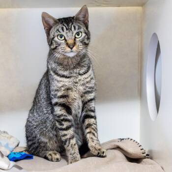 Domestic Short Hair Cats Available for Adoption - Becky | PetCurious