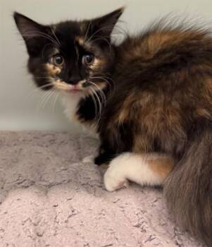PENELOPE -  Domestic Long Hair Cat for Adoption in Peoria, Illinois - PENELOPE | PetCurious