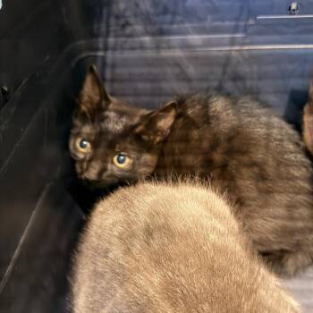 Miney -  Domestic Short Hair Cat for Adoption in Lynchburg, Virginia - Miney | PetCurious