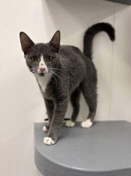 Rescue Domestic Short Hair Cats for Adoption in Zimmerman, Minnesota - Jacob | PetCurious