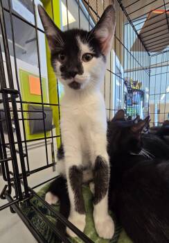 Joe -  Domestic Short Hair Cat for Adoption in Rossville, Maryland - Joe | PetCurious