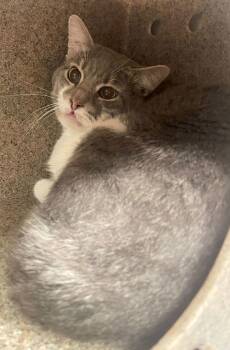 Rescue Domestic Short Hair Cats for Adoption in Roanoke, Virginia - Chuckles | PetCurious