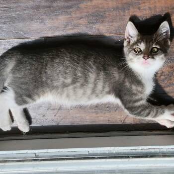 Rescue Domestic Short Hair Cats for Adoption - Betty | PetCurious