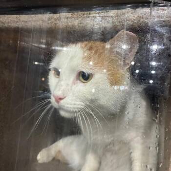 Nacho Fry -  Domestic Short Hair Cat for Adoption in Philadelphia, Pennsylvania - Nacho Fry | PetCurious