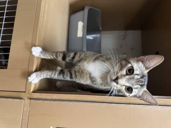 Dominique -  Domestic Short Hair Cat for Adoption in Wasilla, Alaska - Dominique | PetCurious